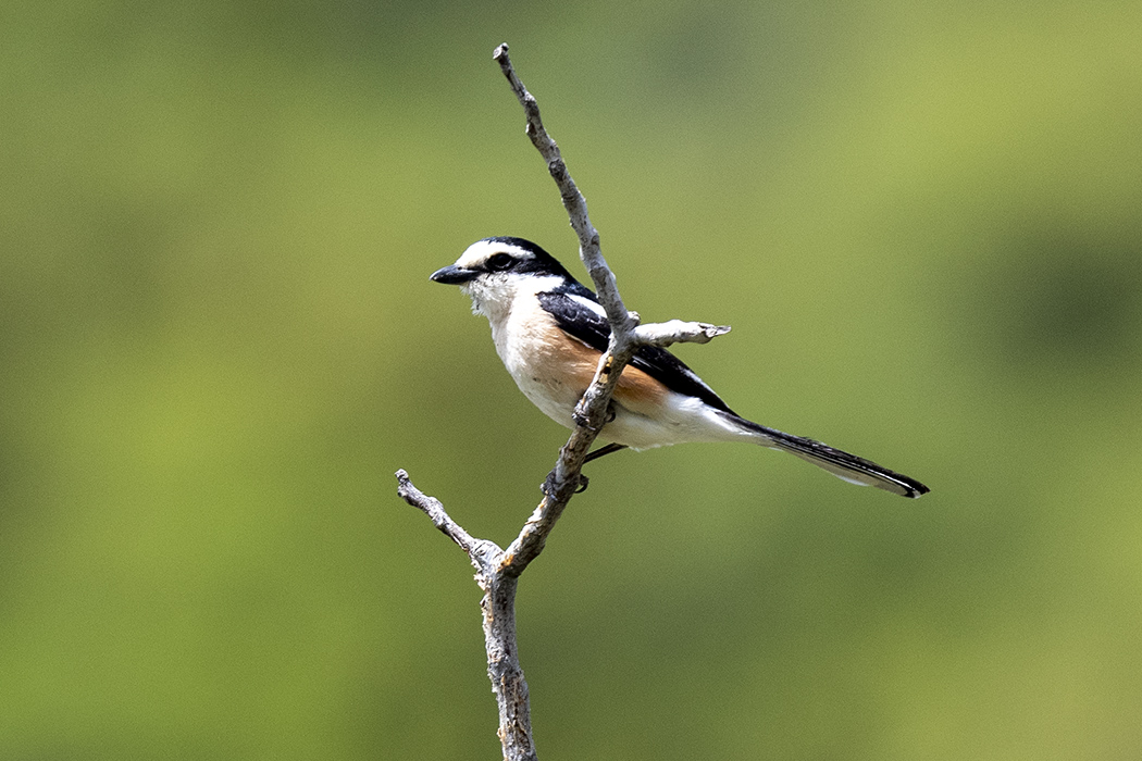 Masked Shrike